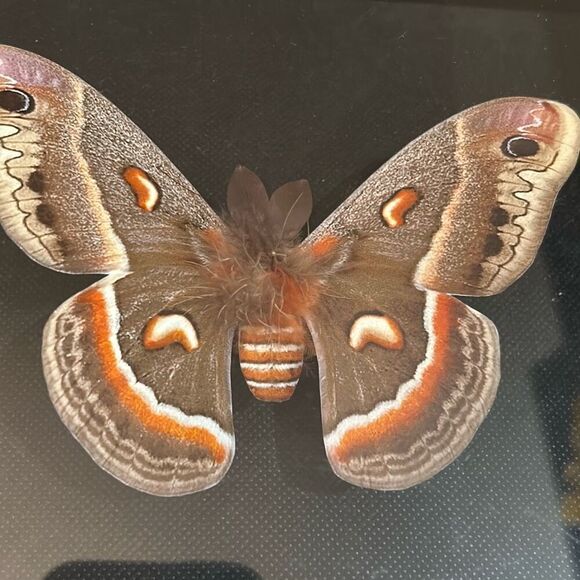 Moth shadowbox artwork signed - Picture 2 of 6